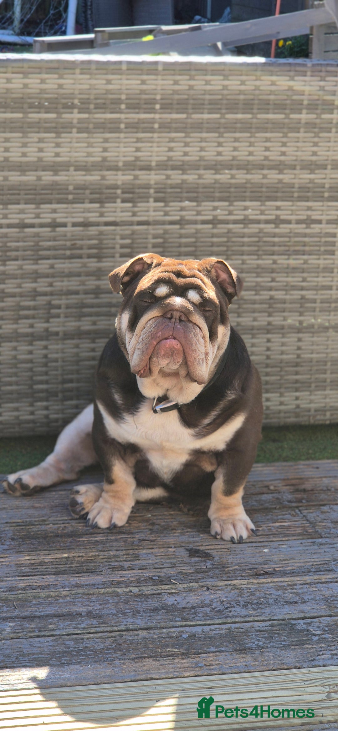 English Bulldog dogs for sale: Gorgeous boy Gizmo  - Advert 2