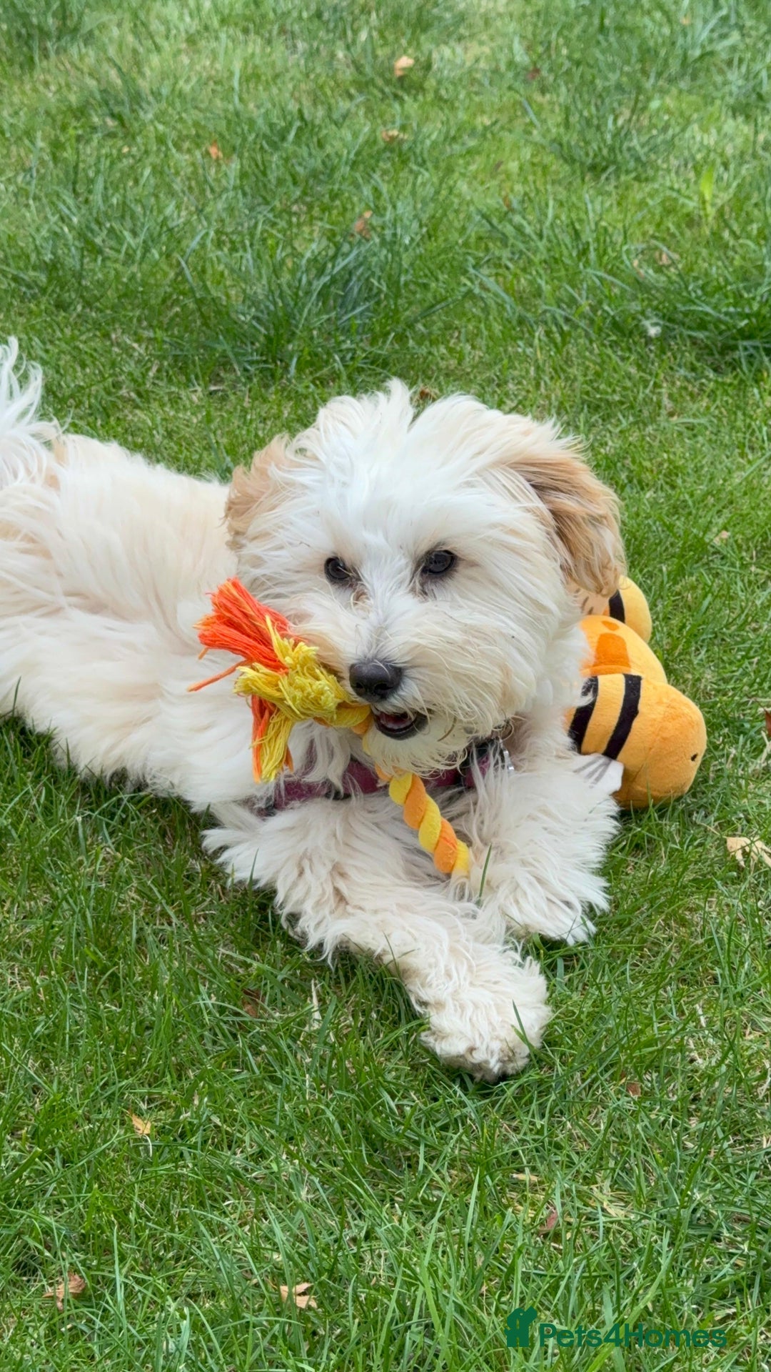 Maltipoo dogs for sale: Daisy F1 Maltipoo - Advert 6