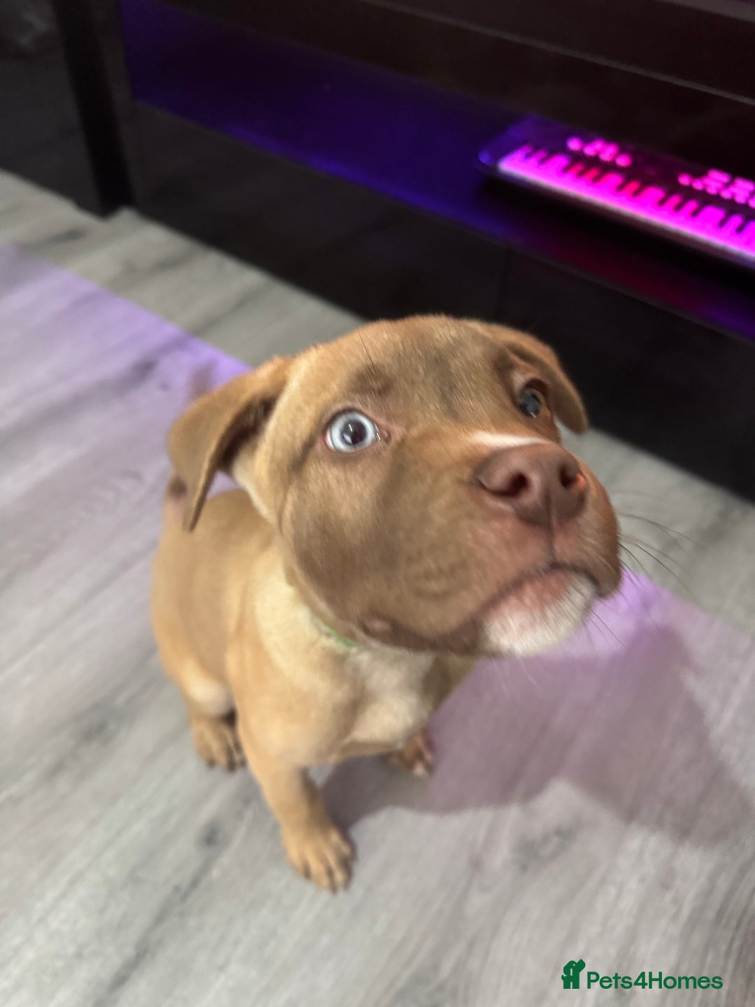 Mixed Breed dogs for sale: Male puppy for sale  - Advert 3