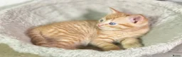 Mixed Breed cats for sale: 2 Gorgeous Ginger Male Kittens - Advert 23