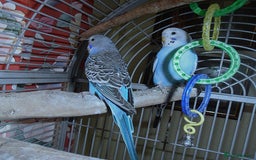 Budgerigars birds for sale: Baby Budgies in Otley - Image 4