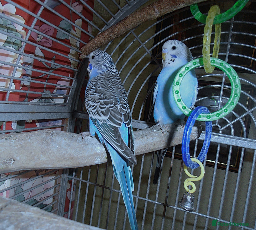 Budgerigars birds for sale: Baby Budgies in Otley - Image 4
