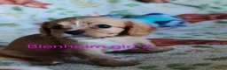 Mixed Breed dogs for sale: Beautiful Cavalier Mix Breed pups - Advert 5