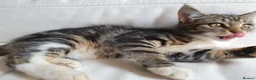 Maine Coon cats for sale: 2 Maine Coon Cross kittens for sale - Advert 6