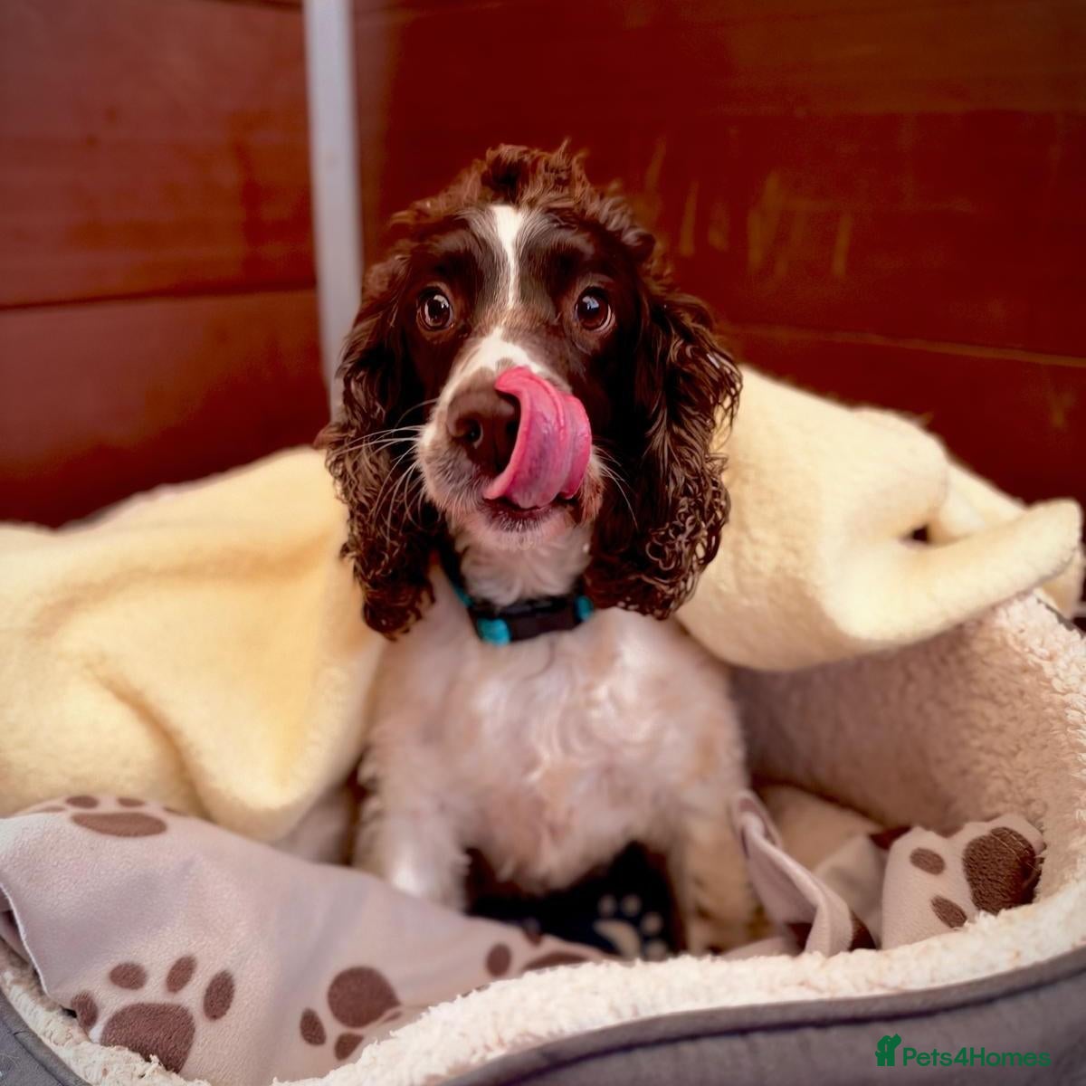 Sprocker dogs Milo the Sprocker for Adoption - Advert 2