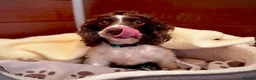 Sprocker dogs for adoption: Milo the Sprocker for Adoption in Wells - Advert 1