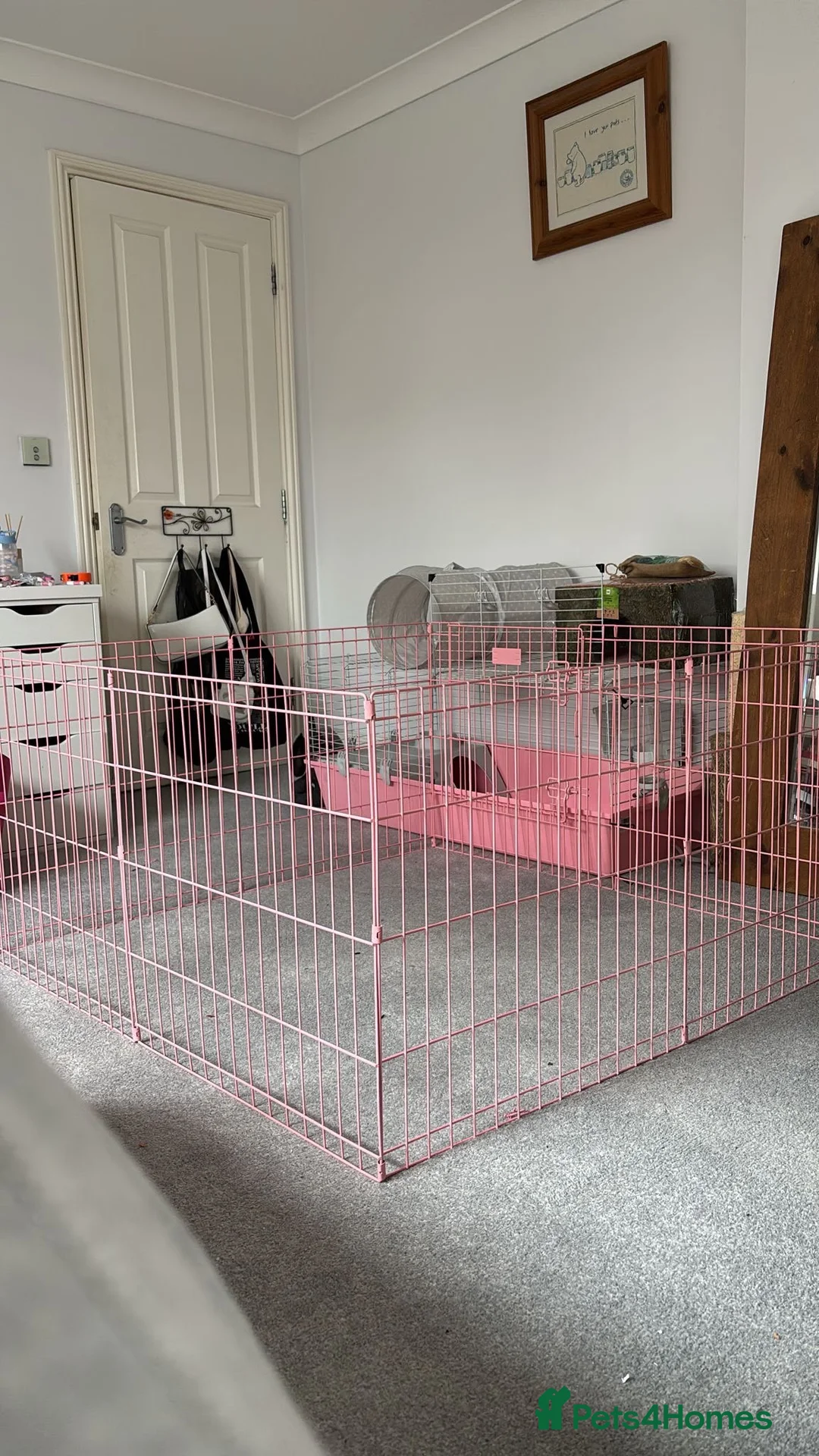 Dwarf Lop rabbits for sale: Indoor bunny and equipment  in Peterborough - Advert 5
