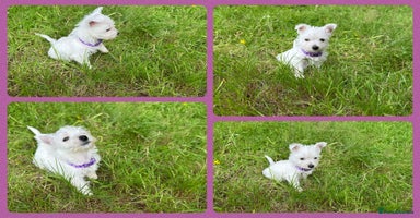 West Highland Terrier dogs - Advert 2