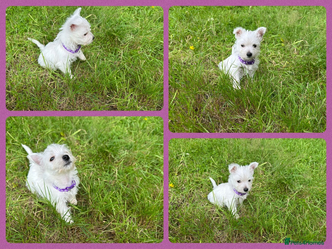 West Highland Terrier dogs for sale: KC Registered West Highland Terries Puppies  - Image 3