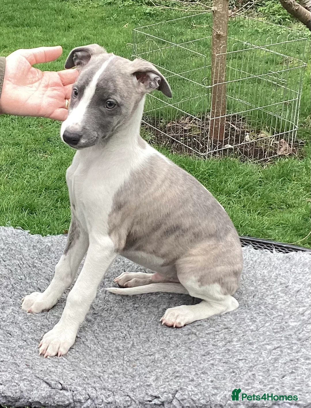 Whippet dogs for stud: KC Whippet at Stud. in Buckingham - Advert 7