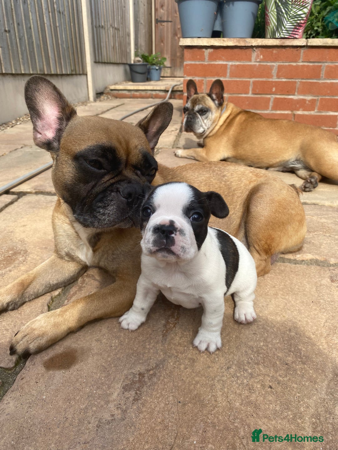 French Bulldog dogs for sale: 15th Gen French Bulldogs (KC reg / breed colours) in Nottingham - Image 22