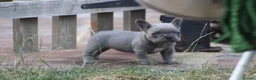 French Bulldog dogs for sale: French bulldog frenchies pups - Advert 19