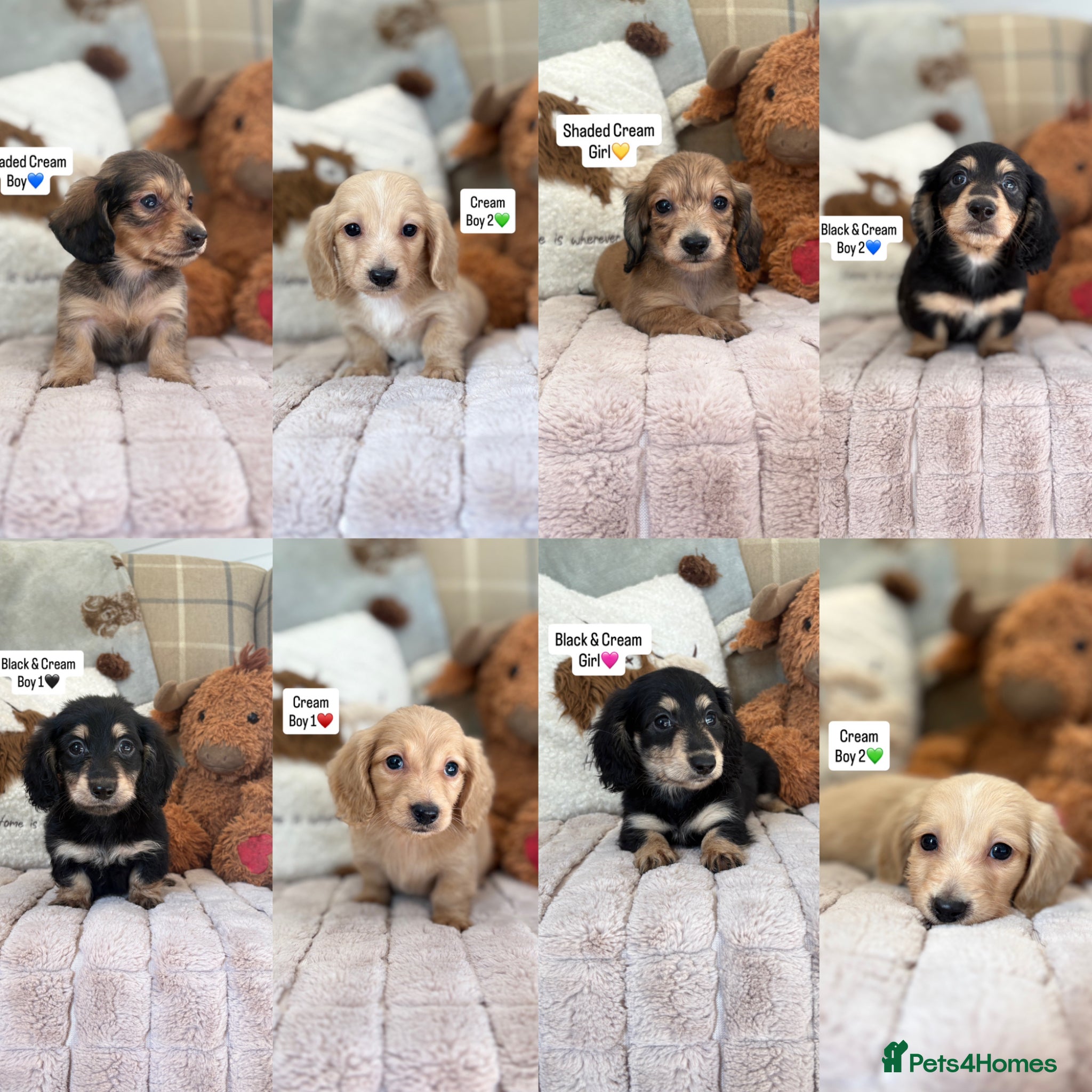 Miniature Dachshund dogs KC MINIATURE LONG HAIRED DACHSHUNDS💛 - Advert 1