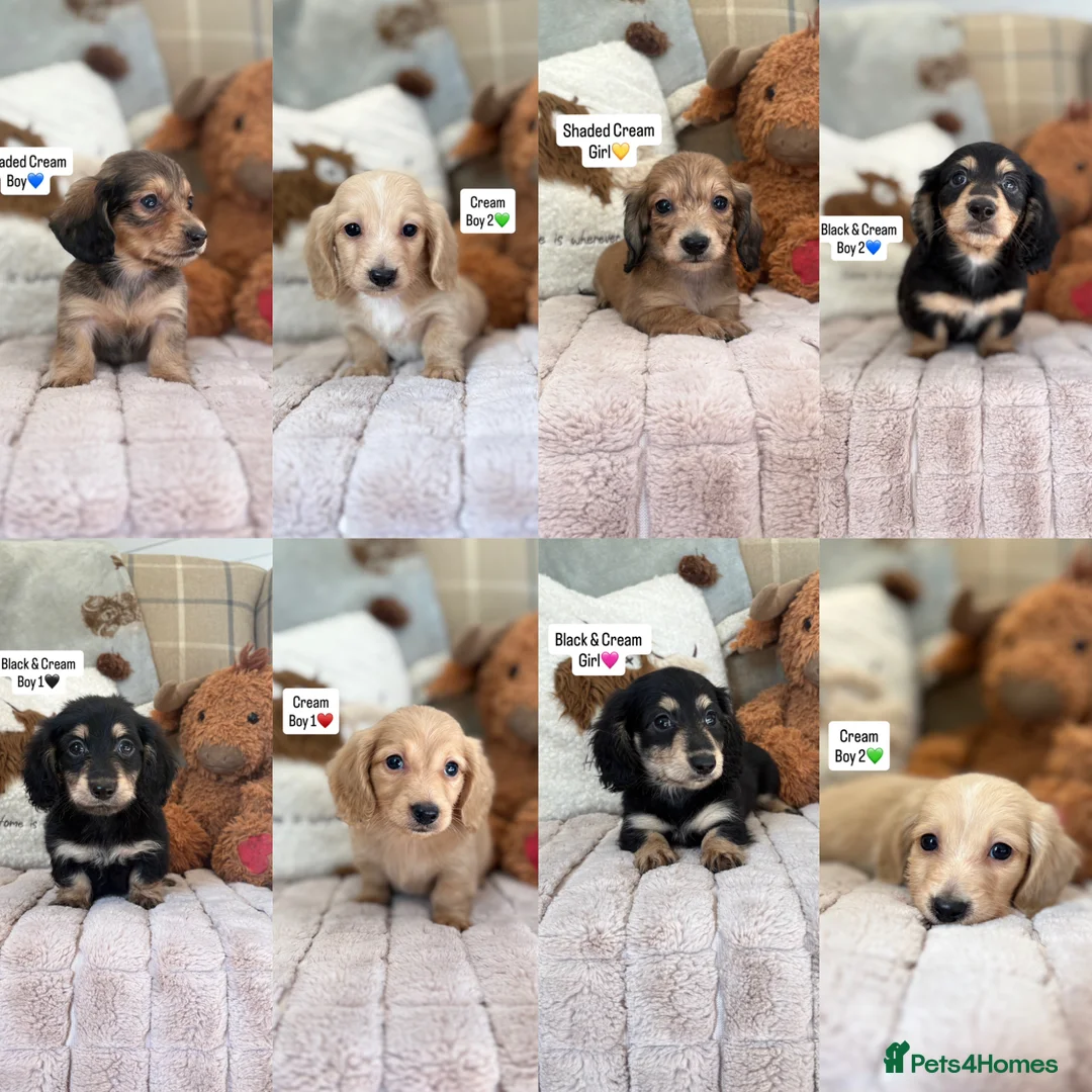 Miniature Dachshund dogs for sale: KC MINIATURE LONG HAIRED DACHSHUNDS💛 - Advert 1
