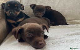 Jack Russell dogs for sale: Miniature Jack Russel’s - Image 10