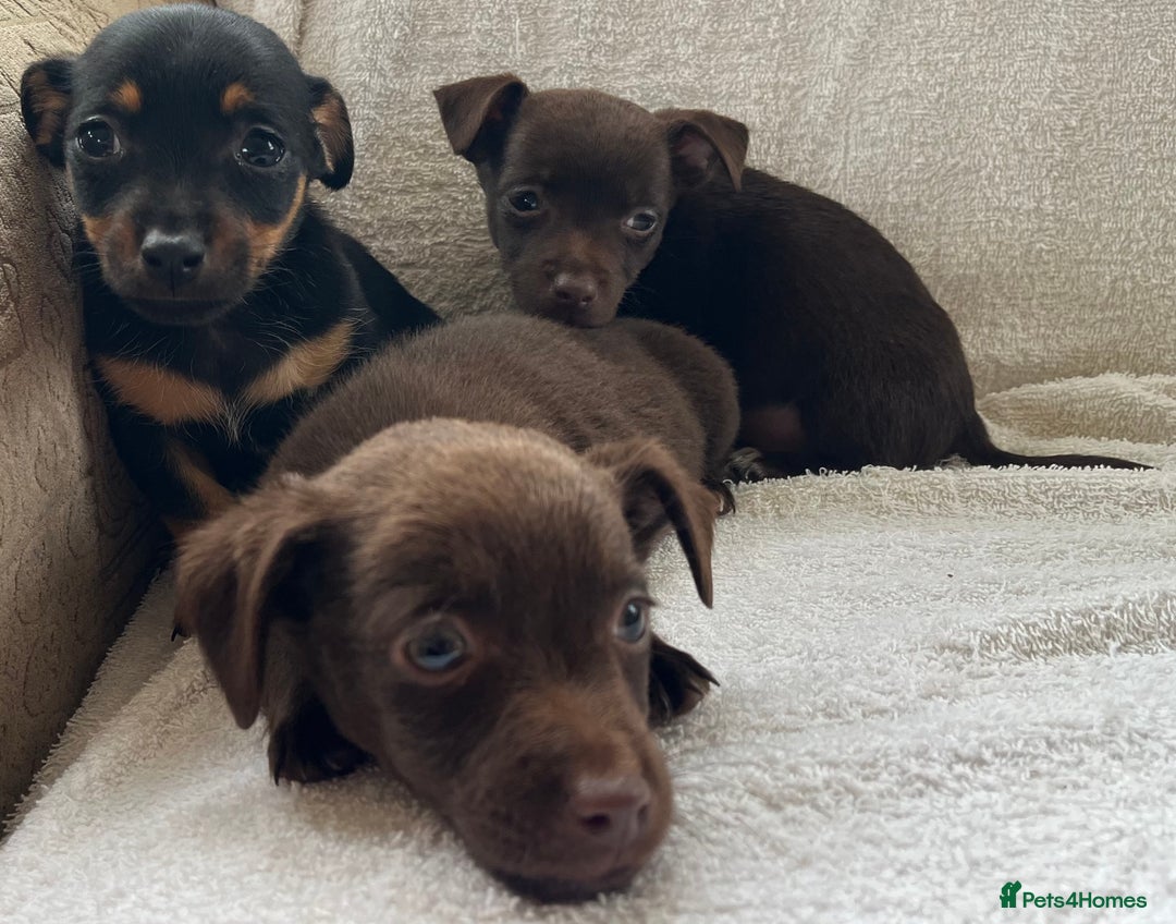 Jack Russell dogs for sale: Miniature Jack Russel’s - Image 10