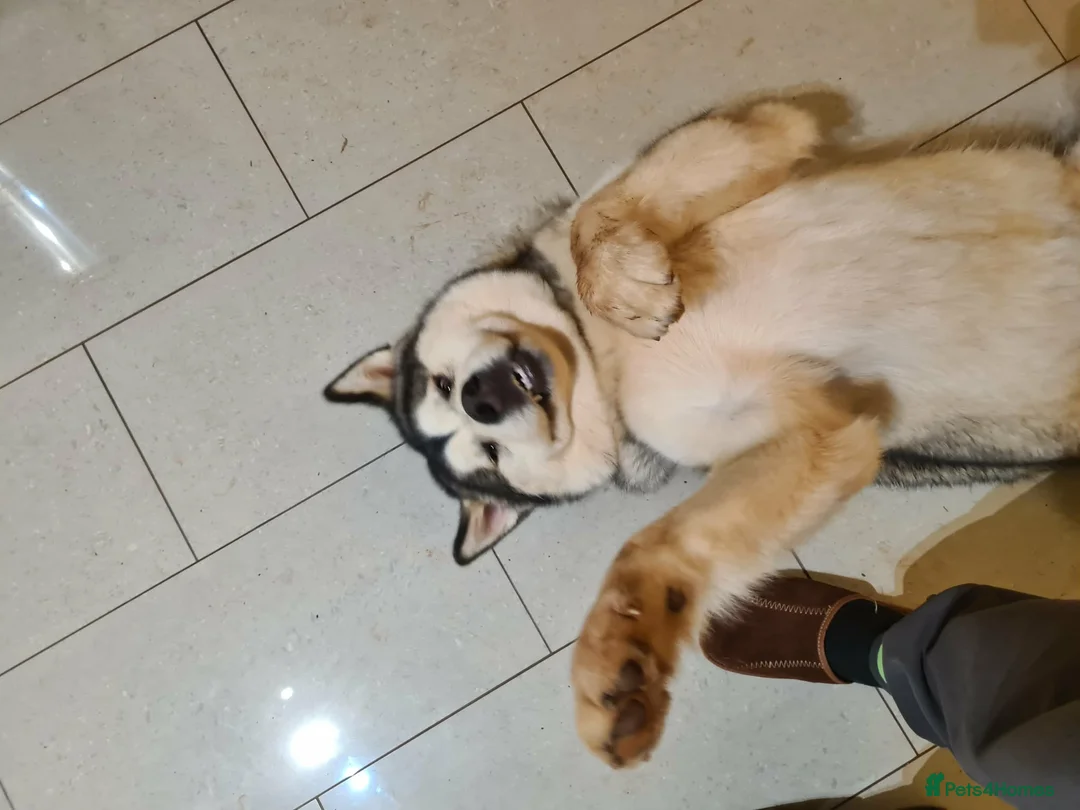 Gallery Image {{count}}