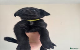 Mixed Breed dogs for sale: 6 Female Puppies  - Image 11