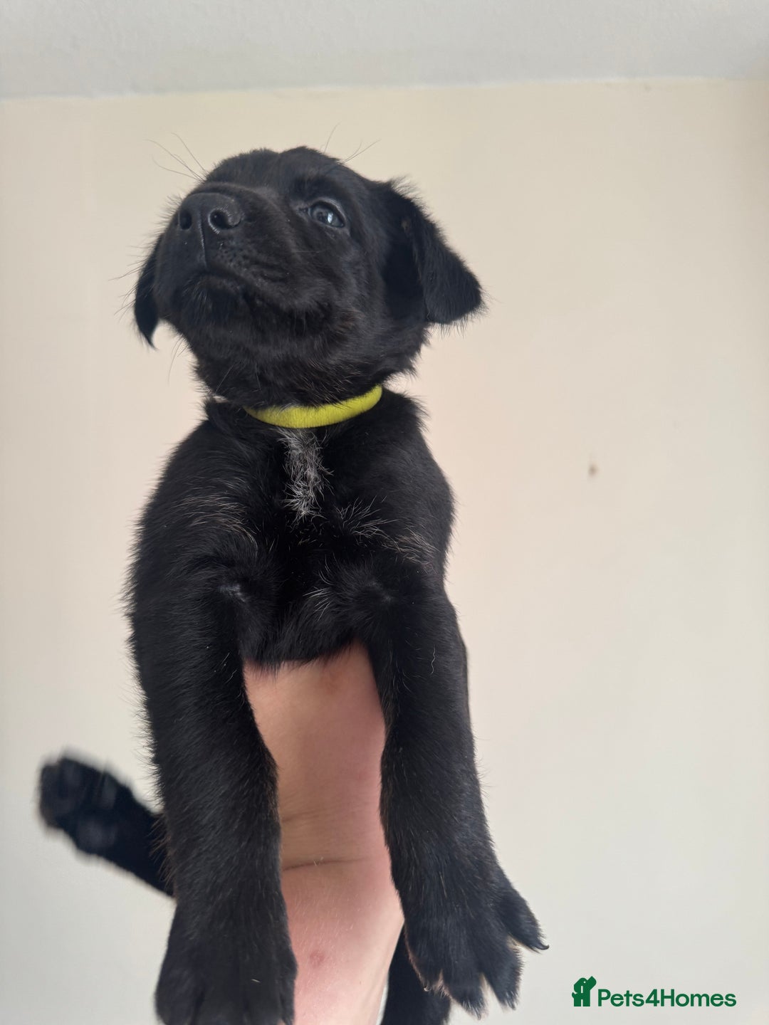 Mixed Breed dogs for sale: 6 Female Puppies  - Image 11
