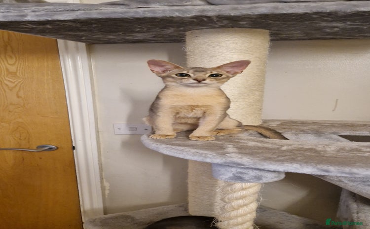 Abyssinian cats - Advert 1