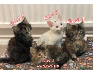 Mixed Breed cats 4 female kittens are looking for loving homes 🏡 - Advert 16