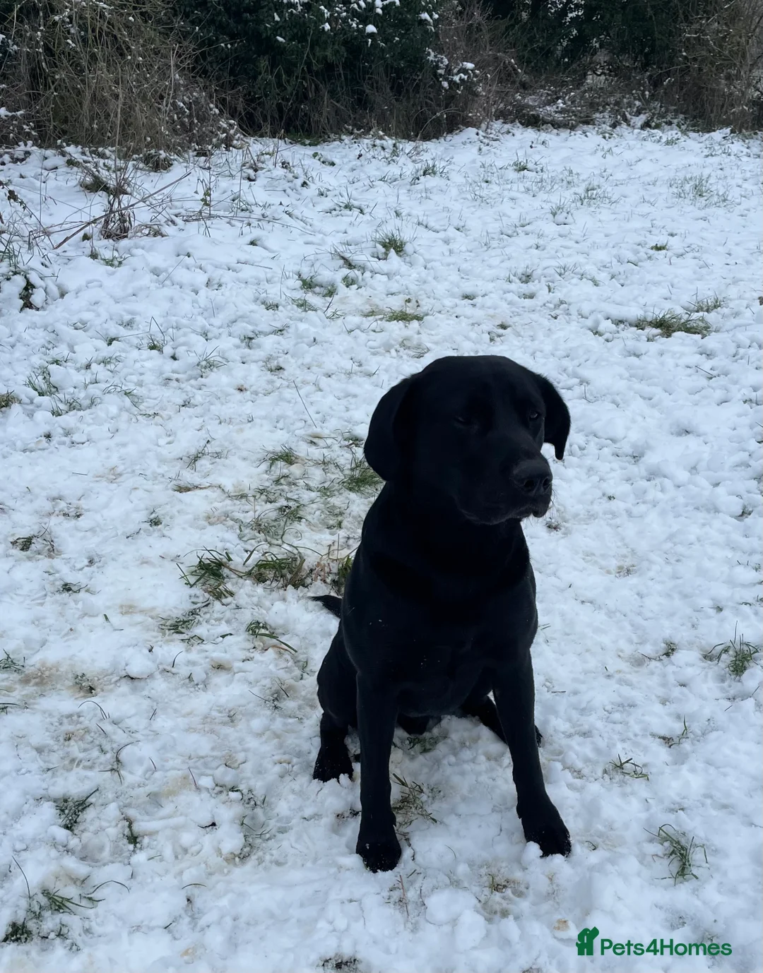 Labrador Retriever dogs for stud: Fully Health Tested Stunning Black Labrador Stud in Tewkesbury - Advert 3