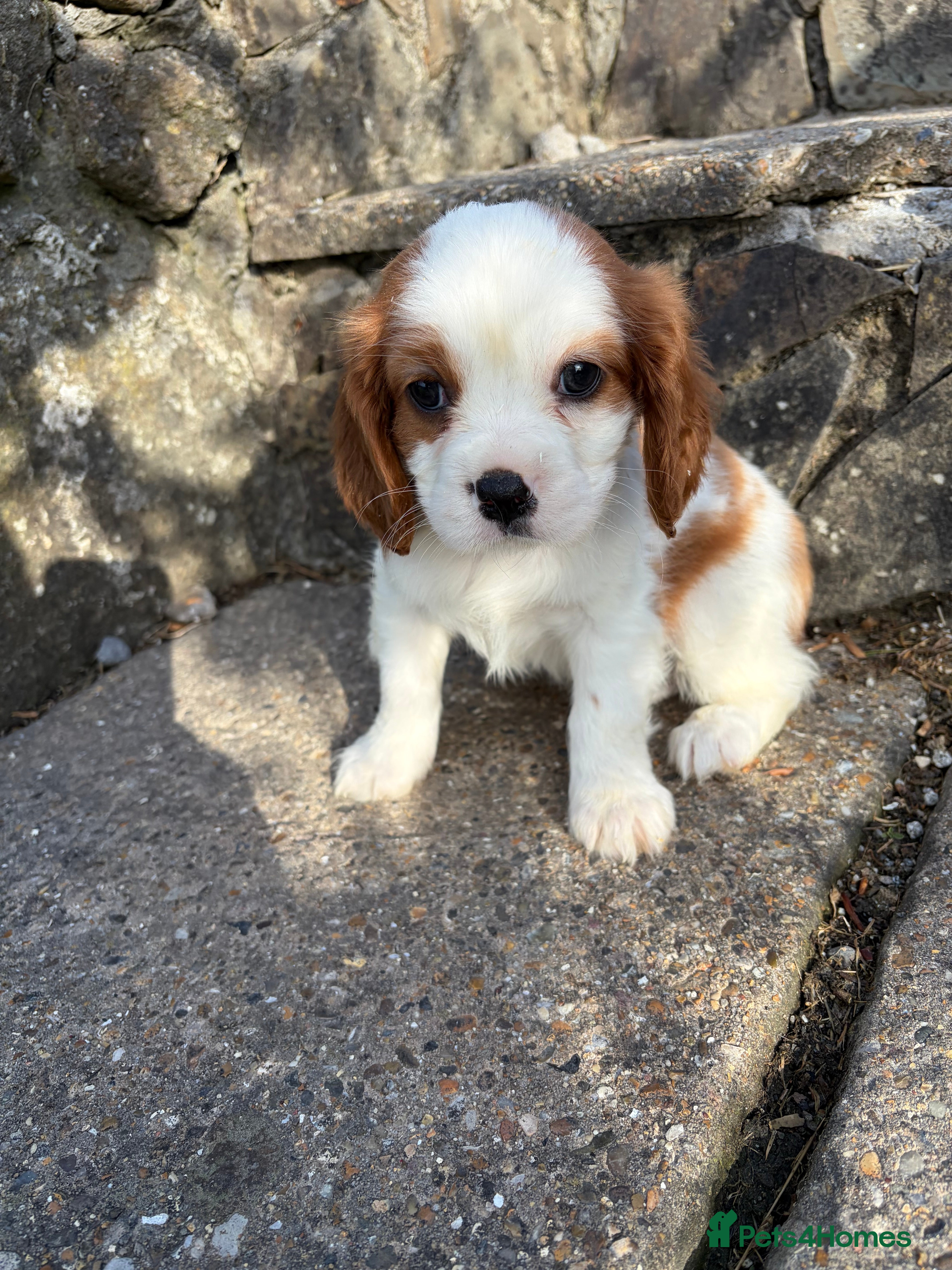Cavalier King Charles Spaniel dogs 🐾Cavalier King Charles Spaniels- Dad DNA tested🐾 - Advert 2