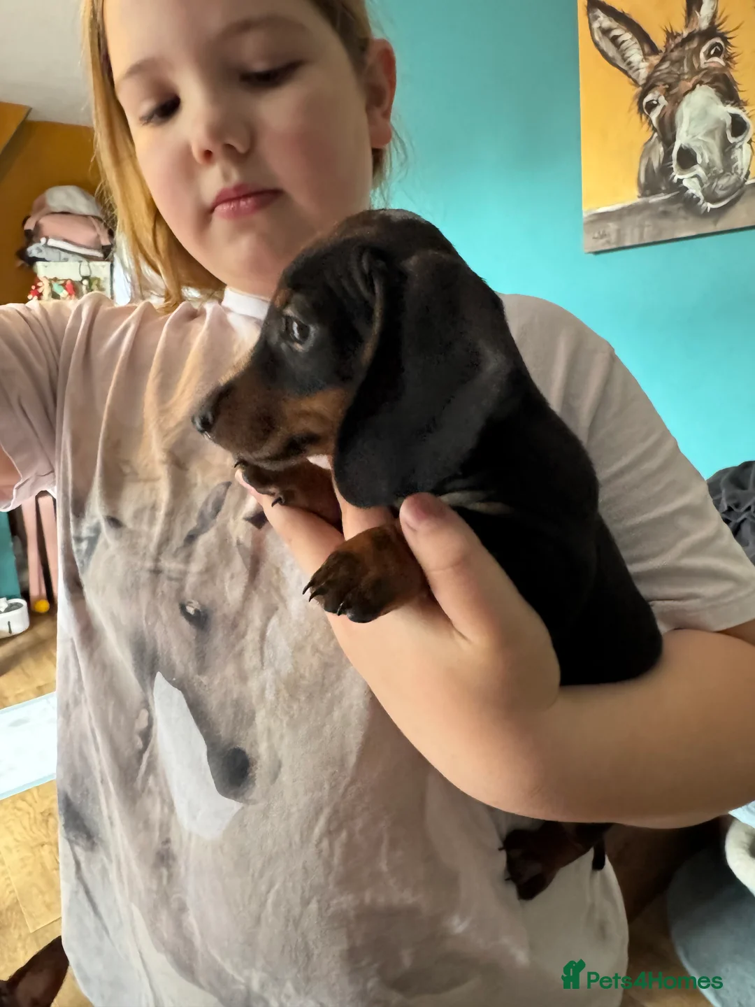 Dachshund dogs for sale: 5 playful dachshund pups avail  - Advert 9