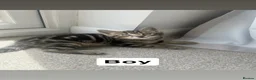 Mixed Breed cats for sale: Boy Kitten  - Advert 3