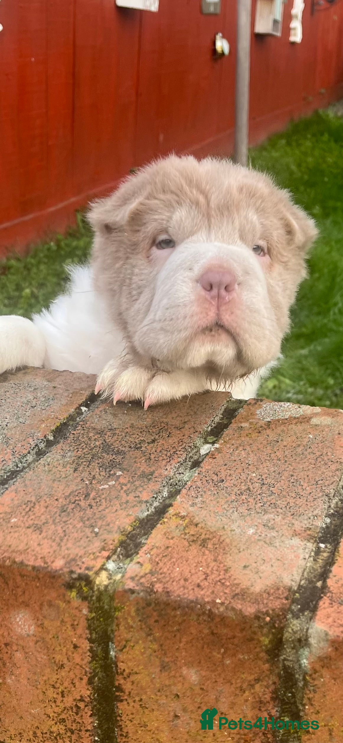 Shar Pei dogs Ready stunning kc reg bears !!! - Advert 2