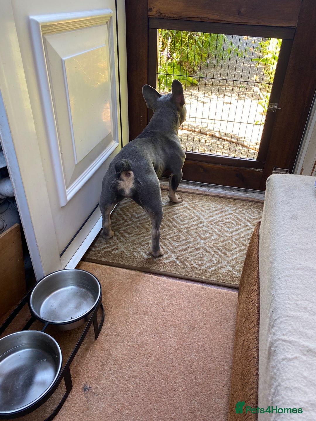 French Bulldog dogs for sale: Our Beautiful blue and tan girl needs rehoming - Advert 4