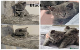 British Shorthair cats for sale: BSH kittens 💙🖤 - Image 3