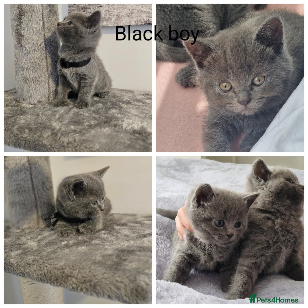 British Shorthair cats for sale: BSH kittens 💙🖤 - Image 3