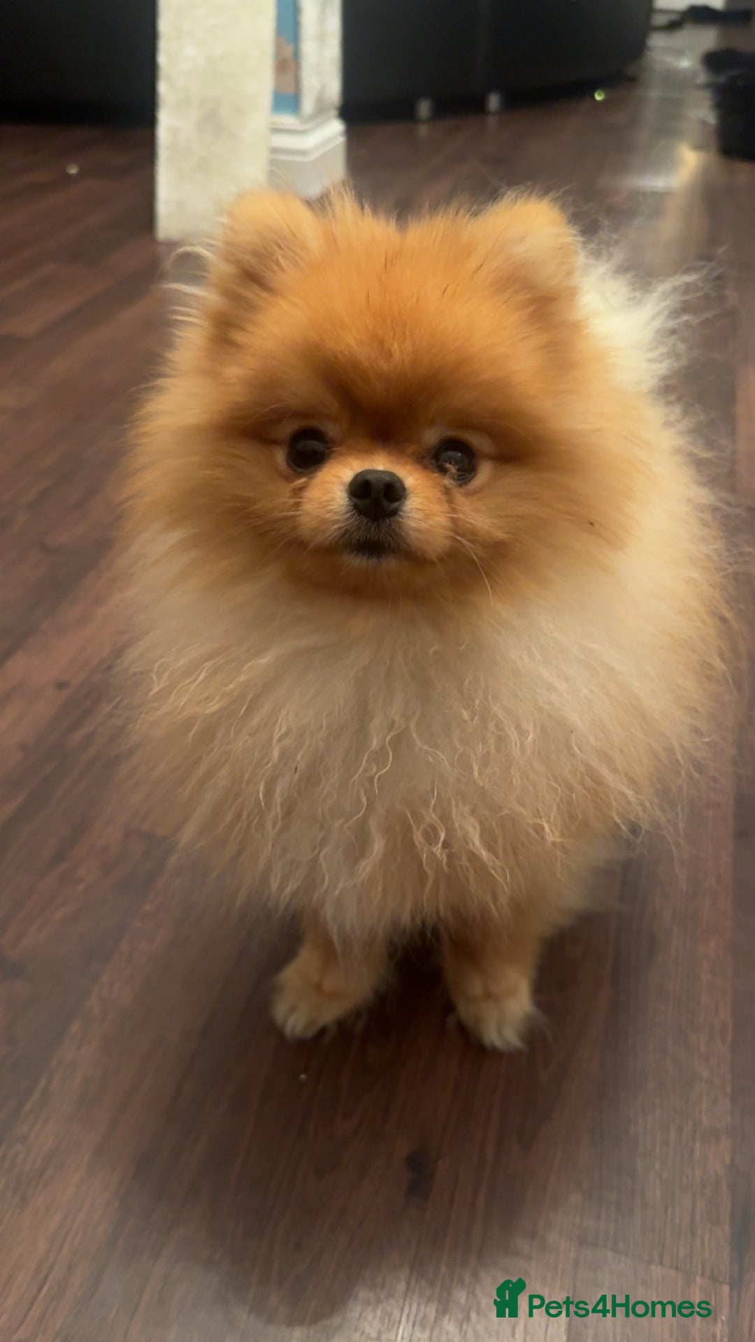 Pomeranian dogs for sale: Cheetos  - Advert 4