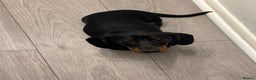 Miniature Dachshund dogs for sale: 6 Month old Miniature Dachshund  - Advert 2