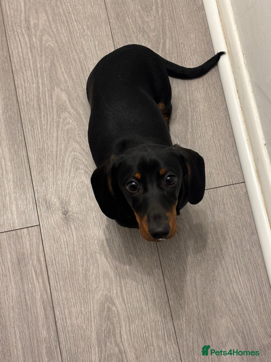 Miniature Dachshund dogs for sale: 6 Month old Miniature Dachshund  - Advert 2