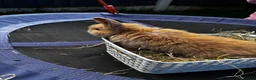 Mini Lop rabbits for sale: Pure breed Mini Lop bunnies  - Advert 35