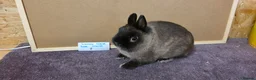 Netherland Dwarf rabbits for sale: Netherland dwarfs ready for new homes - Advert 8
