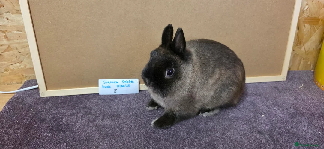 Netherland Dwarf rabbits for sale: Netherland dwarfs ready for new homes - Advert 8