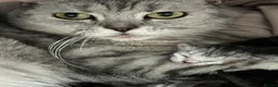 British Shorthair cats for sale: 3 gorgeous Kittens born to a BSH mother  - Advert 16