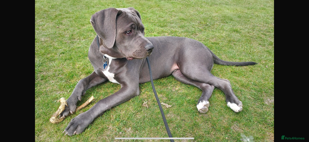 Presa Canario dogs for stud: Mr Sox  - Image 3