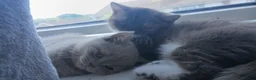 British Shorthair cats for sale: Full British Shorthair Kittens - Advert 3