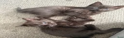 Mixed Breed cats for sale: Mixed ragdoll kittens for sale  in Coventry - Advert 22