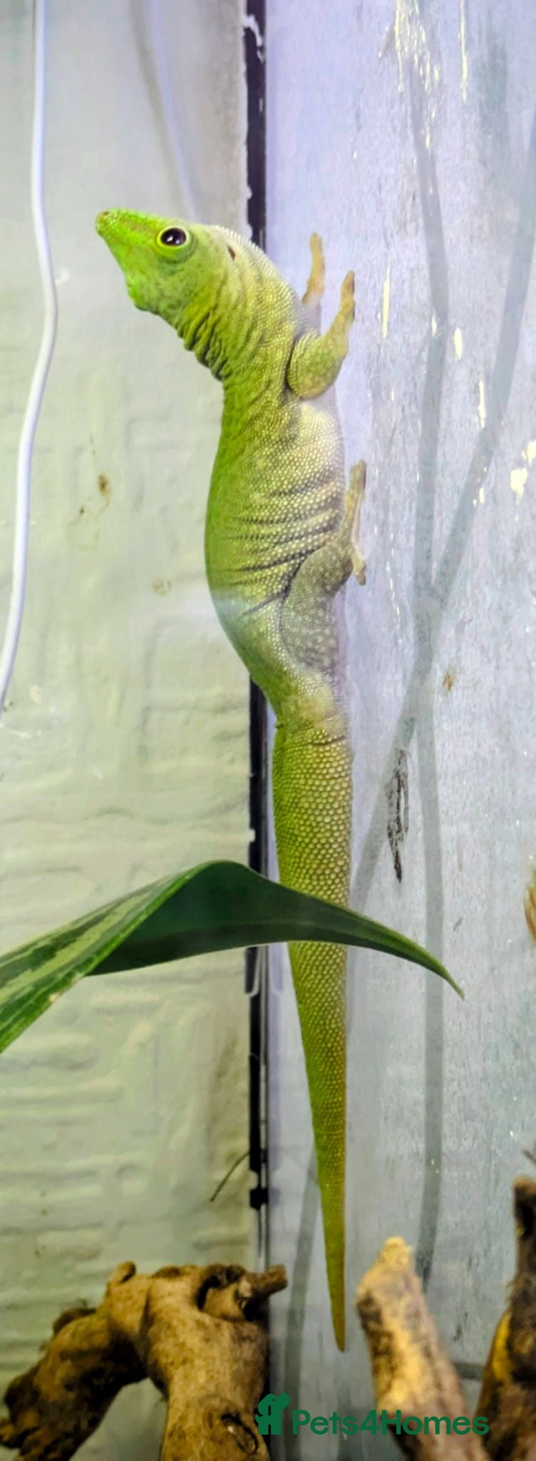 Gecko reptiles Koch's Day Gecko with Bioactive enclosure.  - Advert 1