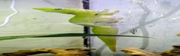 Gecko reptiles for sale: Koch's Day Gecko with Bioactive enclosure.  - Advert 1