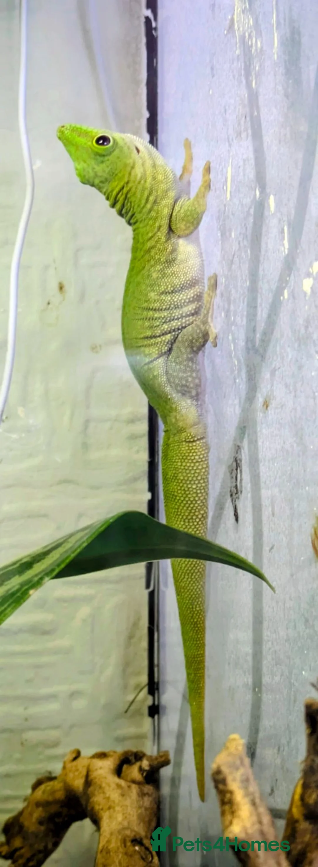 Gecko reptiles for sale: Koch's Day Gecko with Bioactive enclosure.  - Advert 1
