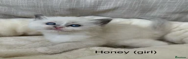 Honey