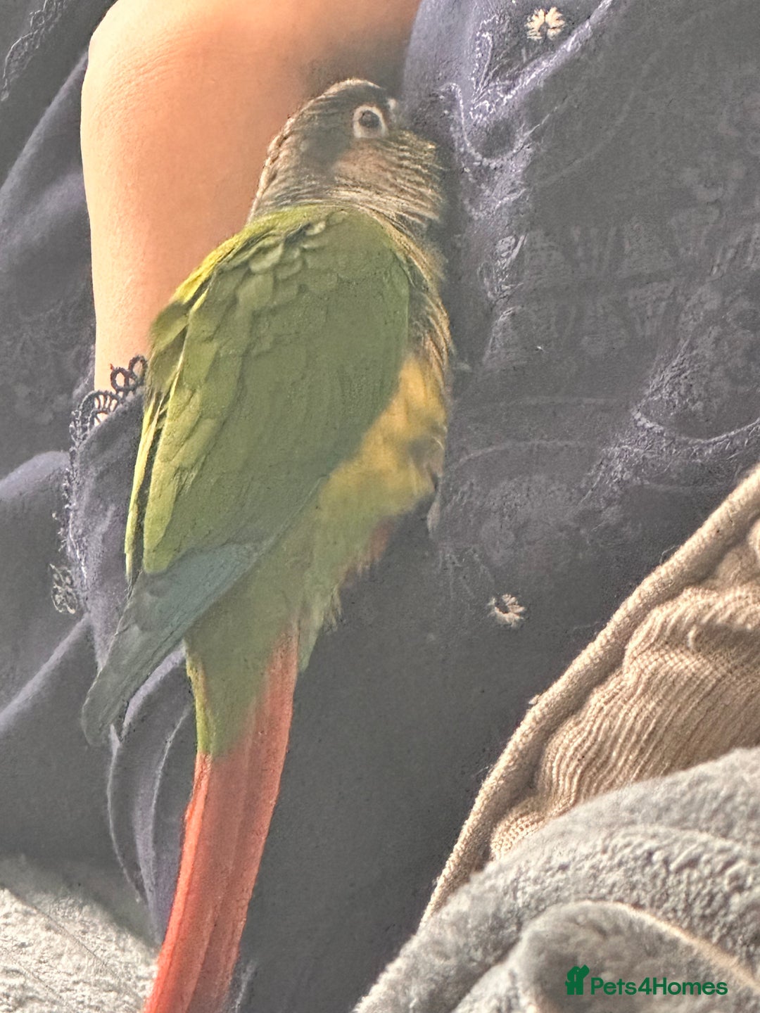 Conures birds for sale: Green cheek conure for sale - Image 2