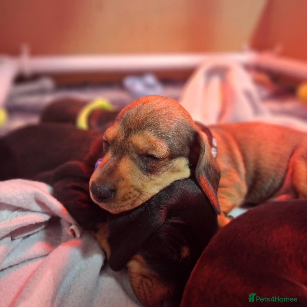 Miniature Dachshund dogs for sale: 5 gorgeous miniature dachshund puppies for sale  - Image 37