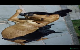 Labrador Retriever dogs for sale: Black Labrador  - Image 3